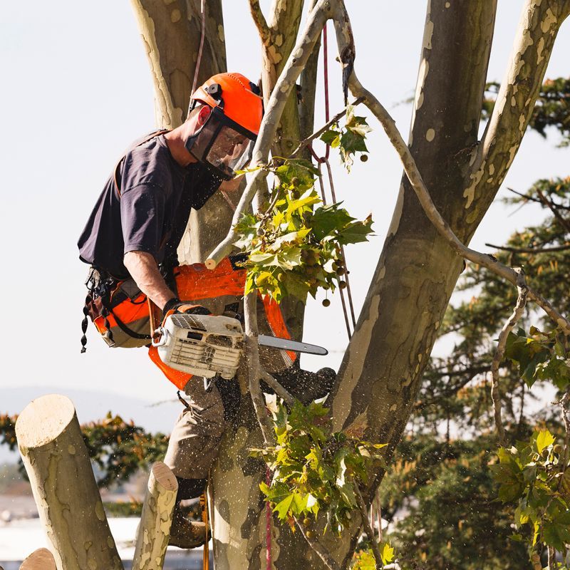 Tree Removal — Majors Creek, QLD — Peter the Tree Men Tree Removal — Majors Creek, QLD — Peter the Tree Men