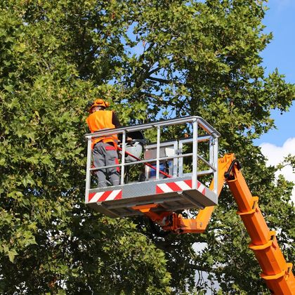 Tree Specialist — Majors Creek, QLD — Peter the Tree Men