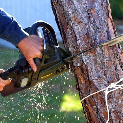 Tree Removal — Majors Creek, QLD — Peter the Tree Men