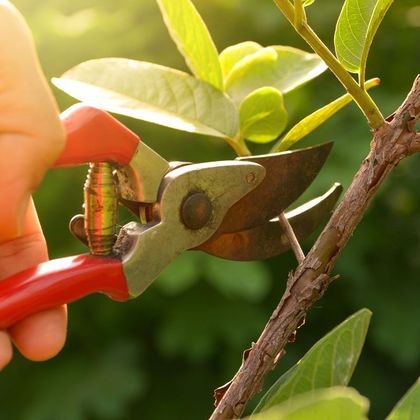 Tree Pruning — Majors Creek, QLD — Peter the Tree Men