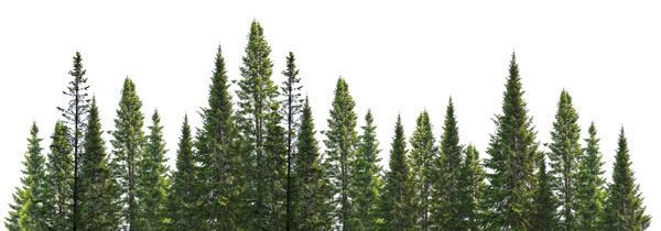 Row of tall evergreen trees against a white sky