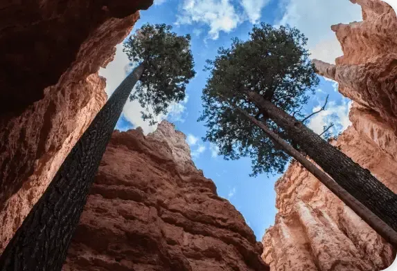 Looking up between red canyon walls at tall trees and blue sky