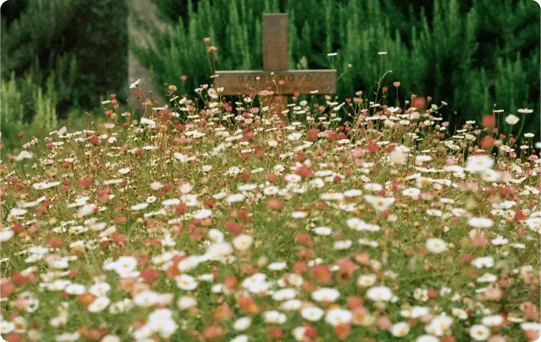 Wildflower meadow with white and pink blooms in front of a small cross marker and dark green trees