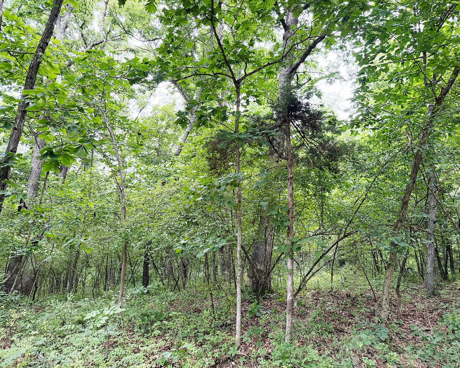 Bid on 40 acres of land in Hunnewell, MO for recreational use, hunting and more.