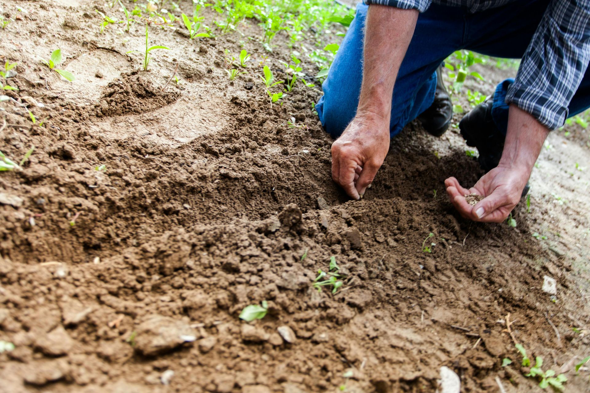 sowing seeds in a garden