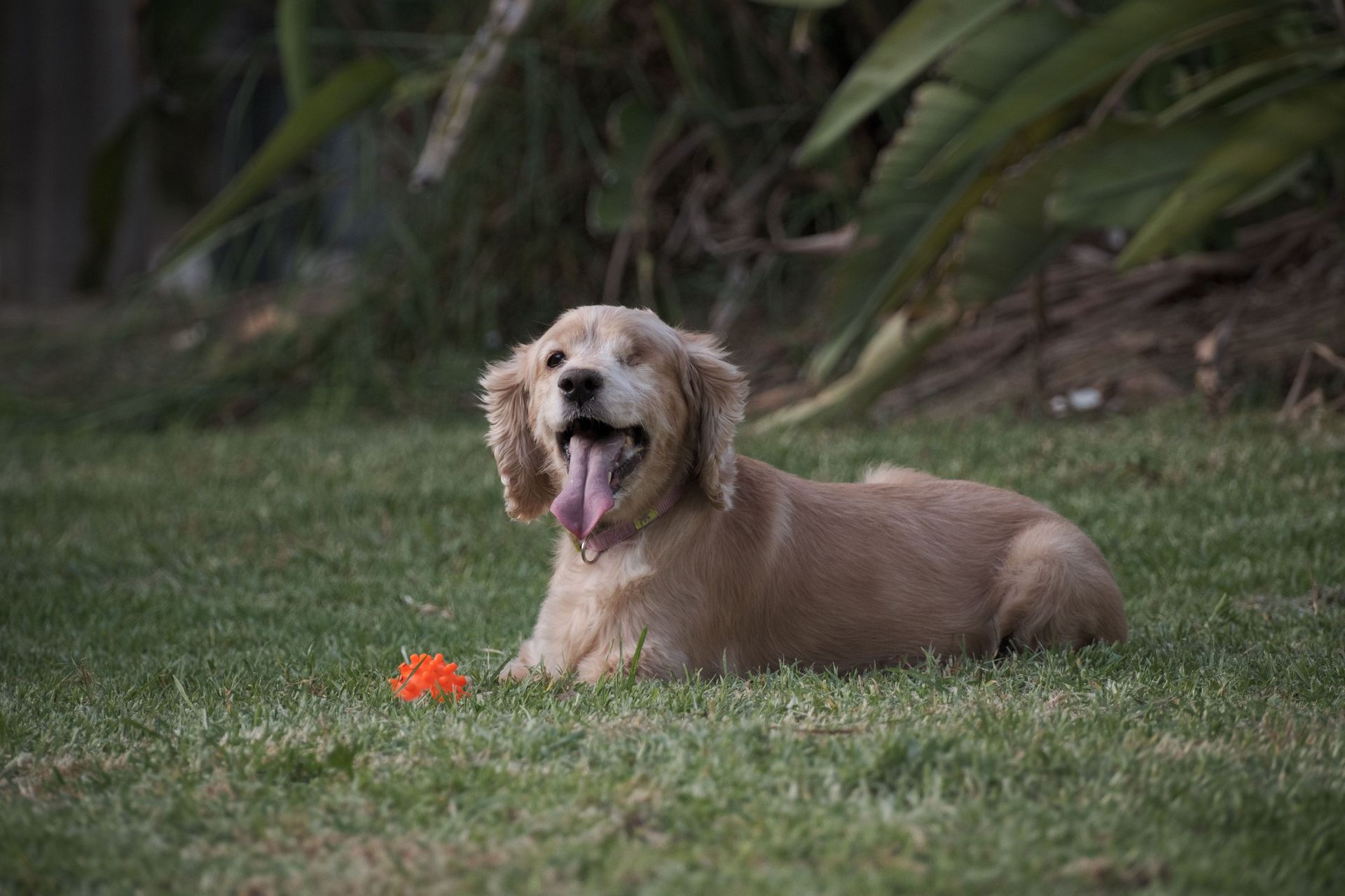 Spaniel lying on a garden lawn