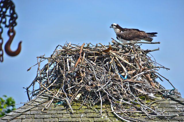 A bird is sitting on top of a pile of branches on a roof.