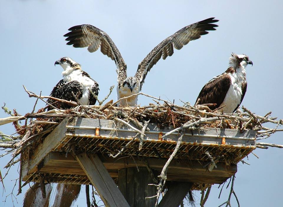 Three ospreys are sitting in a nest on a pole