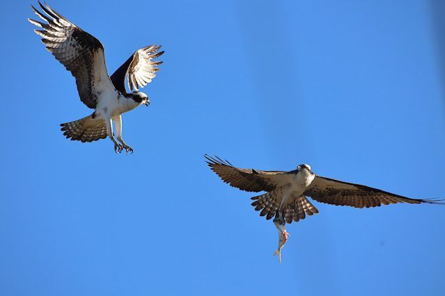 Two ospreys in flight against a bright blue sky, one with a fish in its talons.