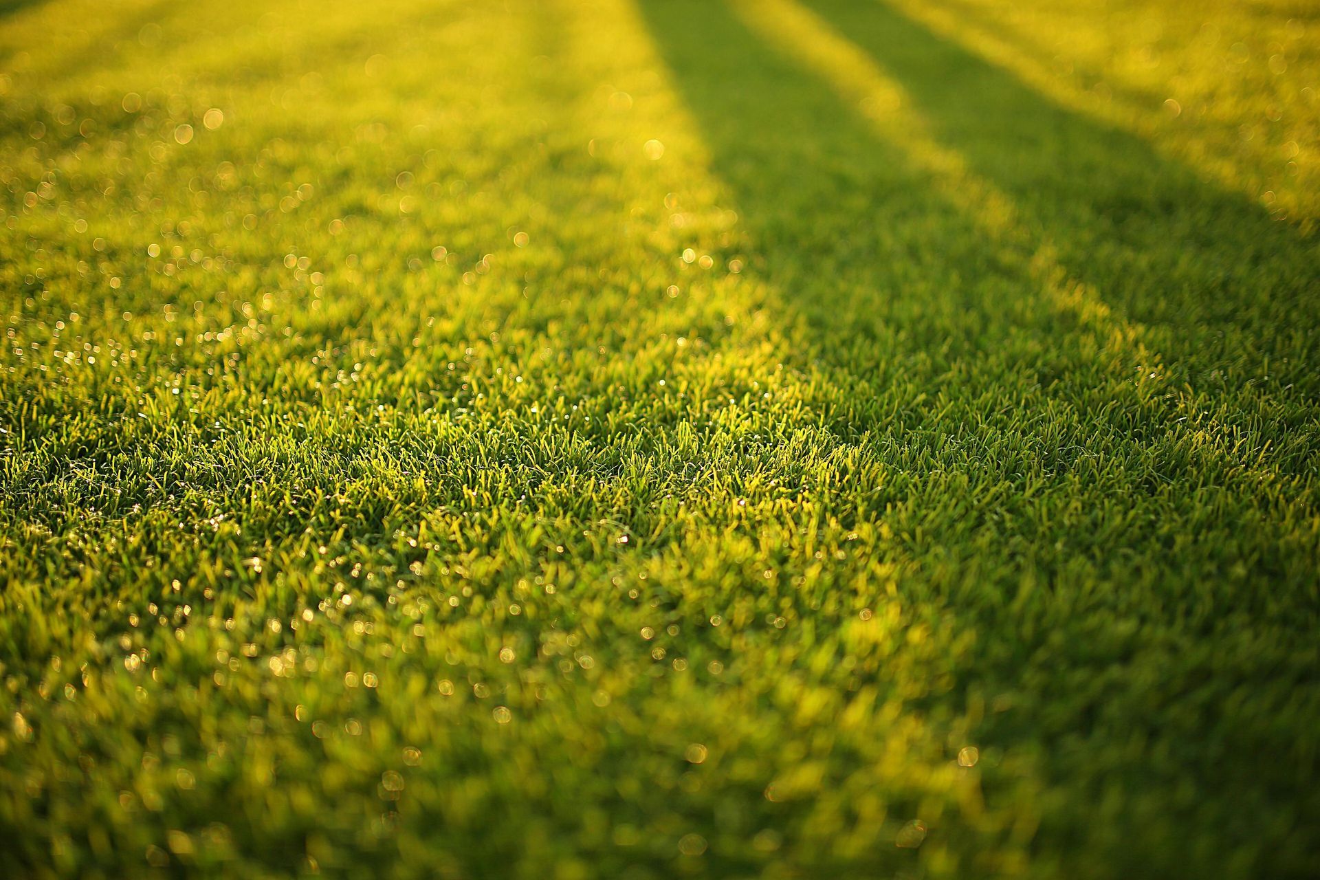 Green lawn with long shadows cast by sunlight.
