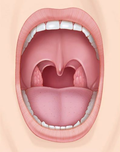 Open mouth showing throat and tonsils, with tongue and teeth visible.