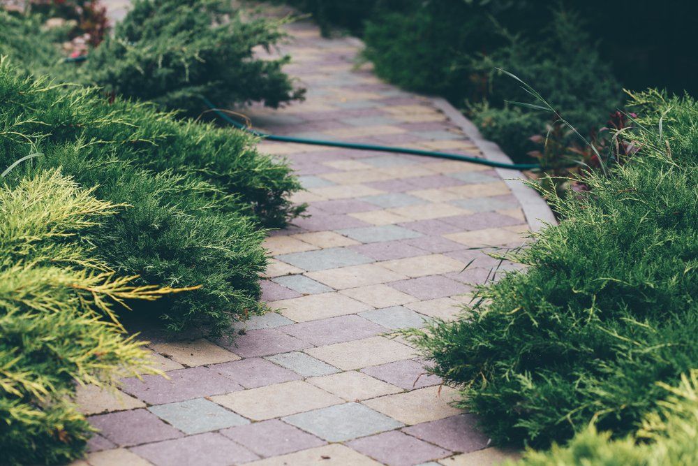 stone paver walkway surrounded by green landscaping