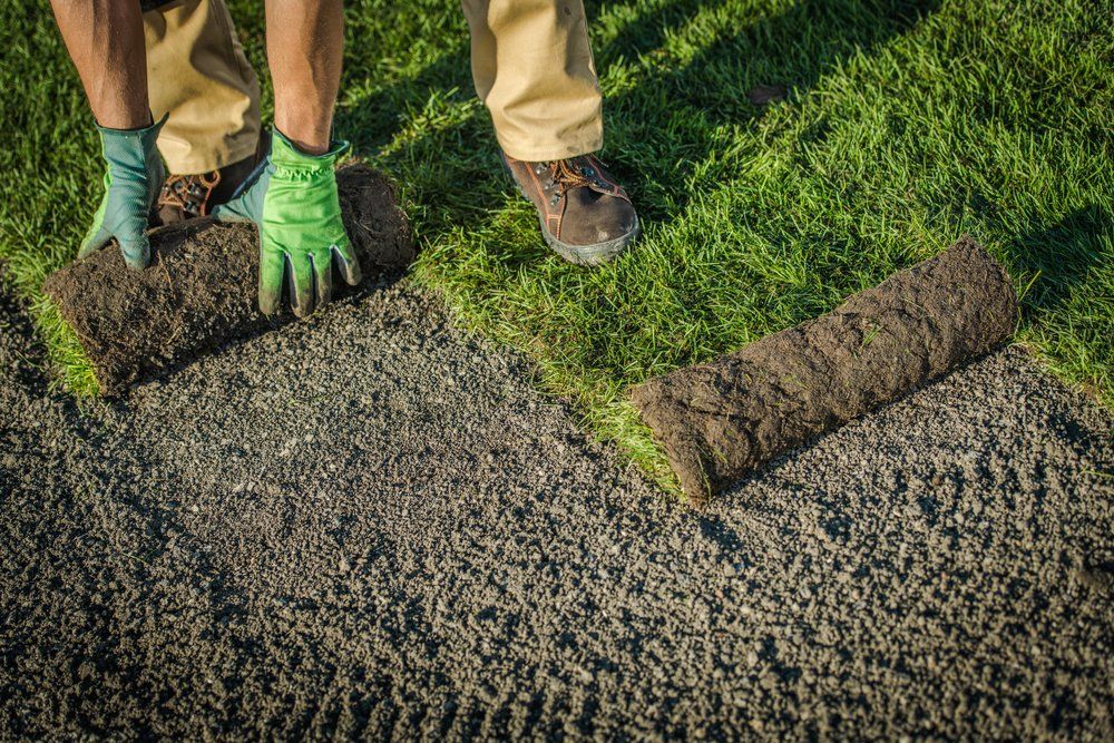 A worker installing a roll of sod on prepared soil for a residential lawn.