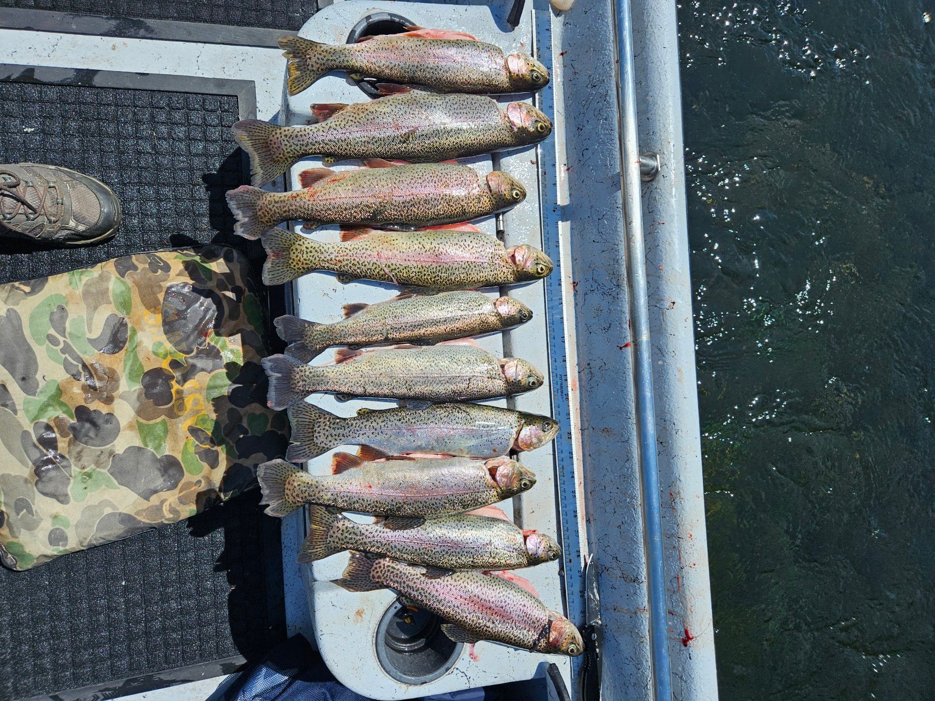 rainbow trout on a fishing boat
