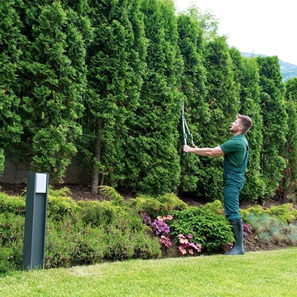 man cutting tree leaves