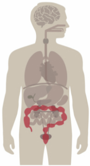 Lower GI Tract (Large Intestine, Colon And Rectum) — Maryville, TN — Blount Gastroenterology Associates PC Lower GI Tract (Large Intestine, Colon And Rectum) — Maryville, TN — Blount Gastroenterology Associates PC