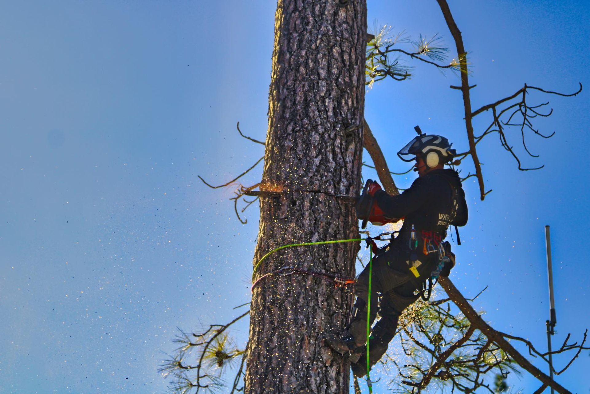 Tree Removal Bay Point California - Servicing Contra Costa and Alameda Counties