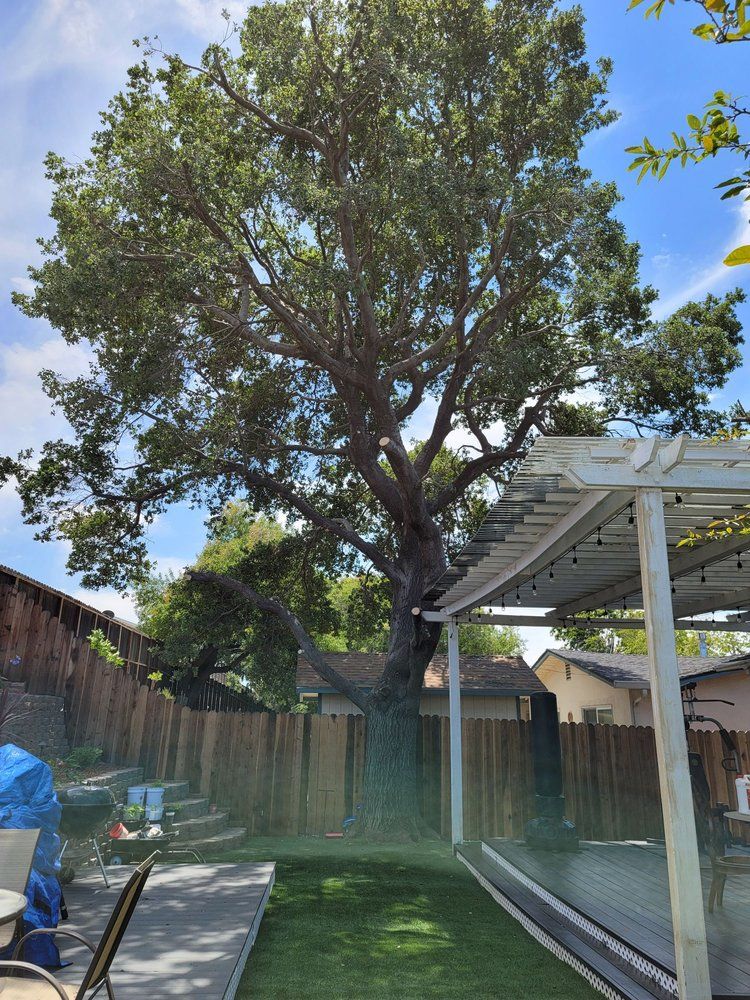 Tree Pruning Walnut Creek California