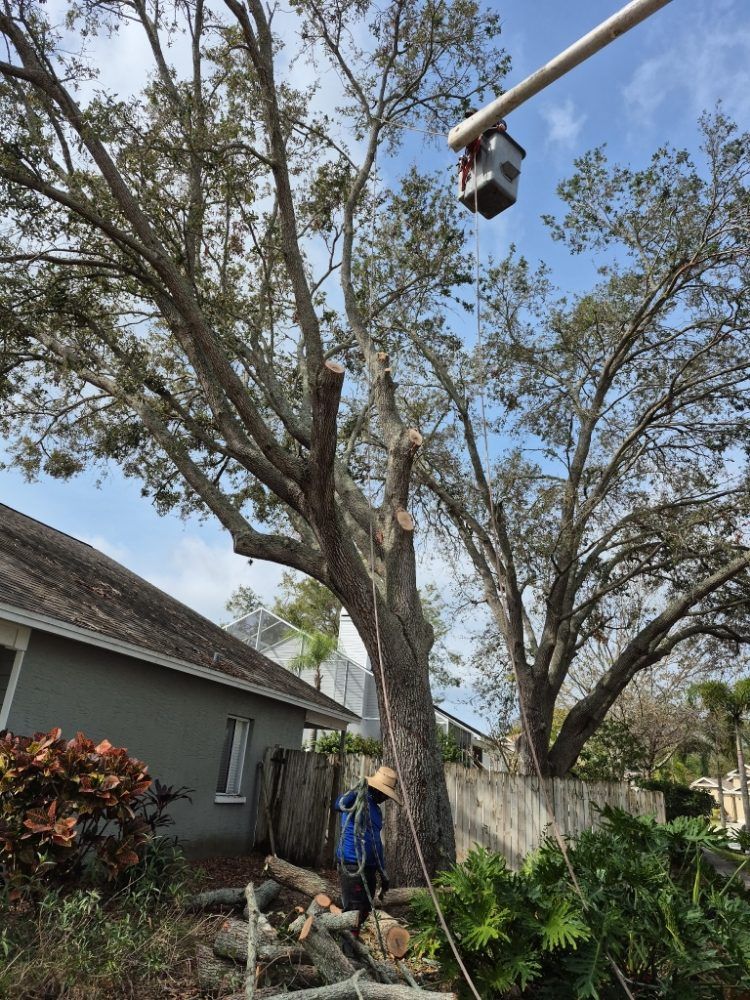 Tree Trimming Bay Point California - Servicing Contra Costa and Alameda Counties