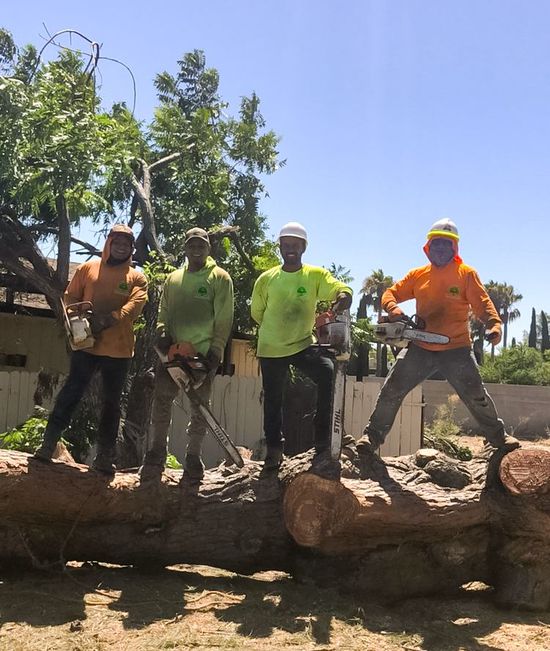 SSR Tree Service - Best Tree Service In  Bay Point, Contra Costa and Alameda Counties
