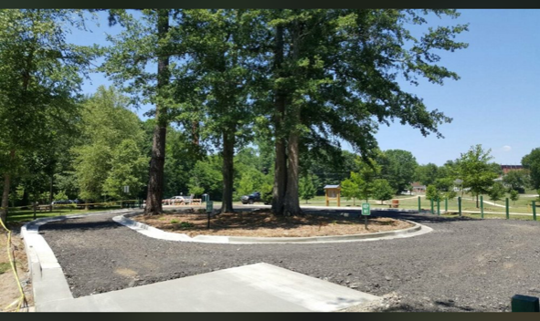 A circle of trees in the middle of a road in a park.