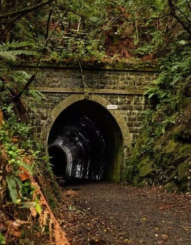 Tunnel entrance in a lush green forest with a dirt path leading inside.