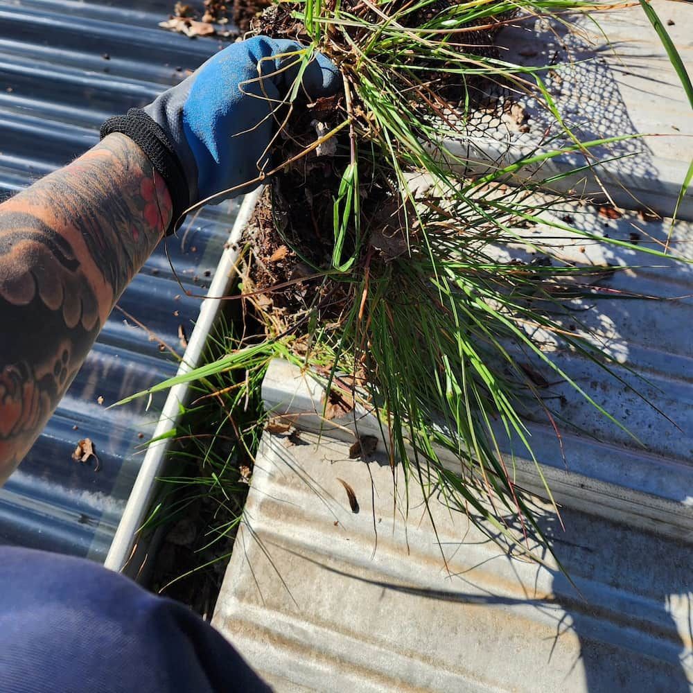 Person Wearing Blue Gloves Cleaning a Gutter Filled With Leaves and Grass — Rapid Rinse Solutions in Shepparton, VIC