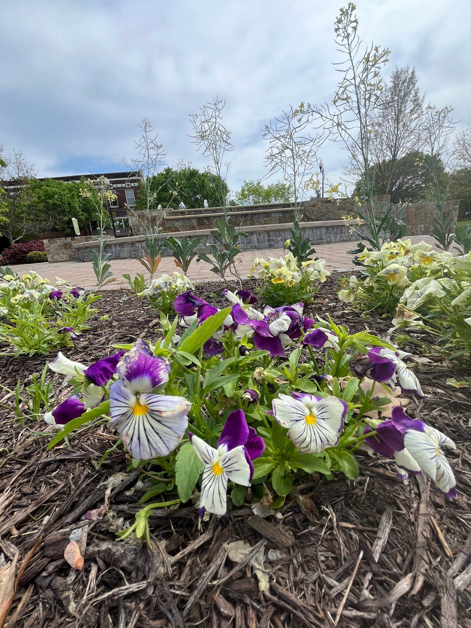 Purple and white pansies in a garden bed with mulch. Trees and a building are in the background.