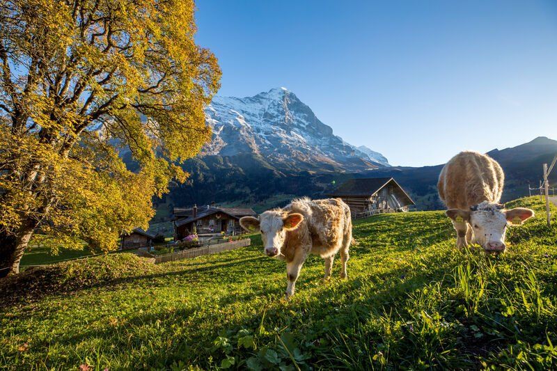 Scenery Cow with mountains - www.jungfrau.ch