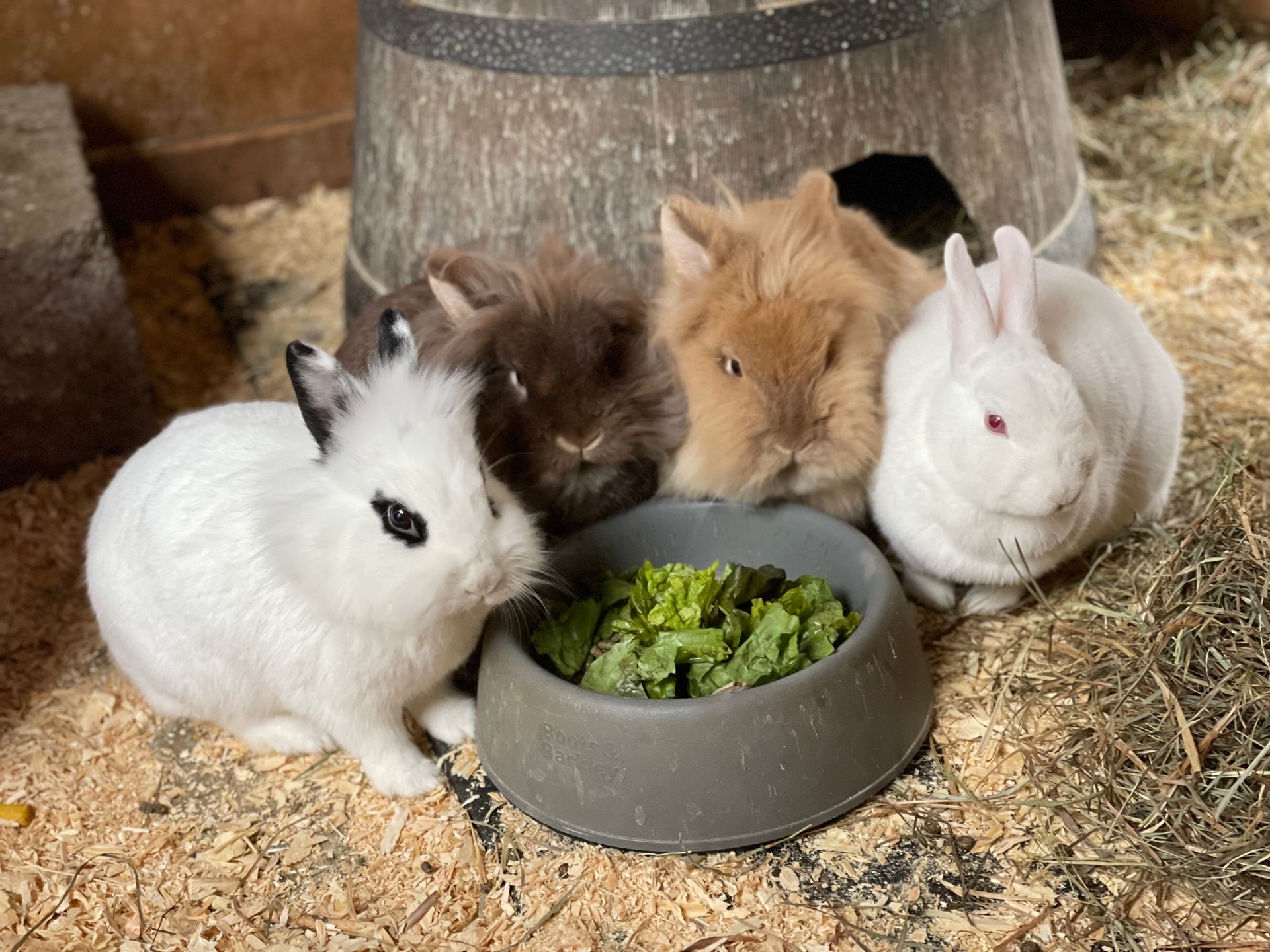 Animals