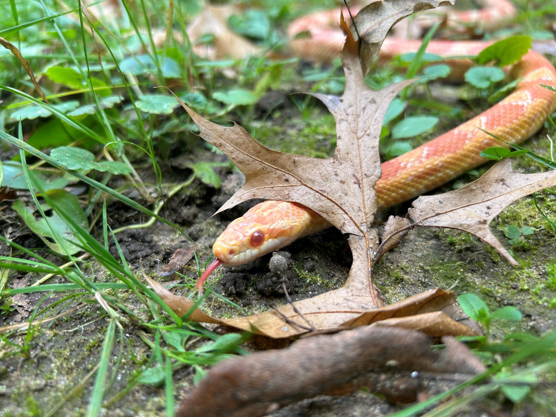 Curated visual reference: Advanced Techniques For Feeding Wild Corn Snakes Reference: Animals