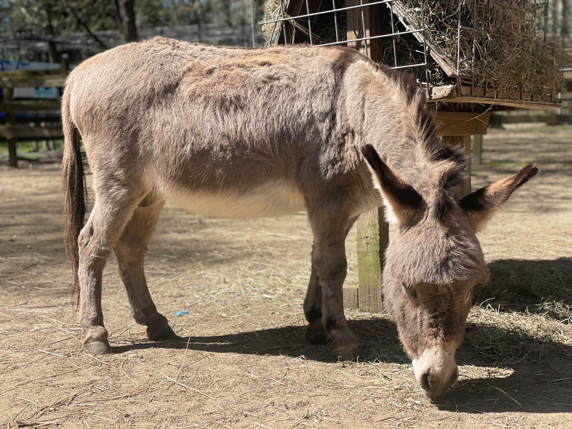 A mini donkey sniffing the ground