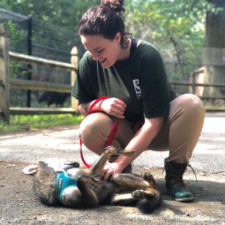 Caroline Cay Adams kneels next to Atlas the coyote to pet his belly.