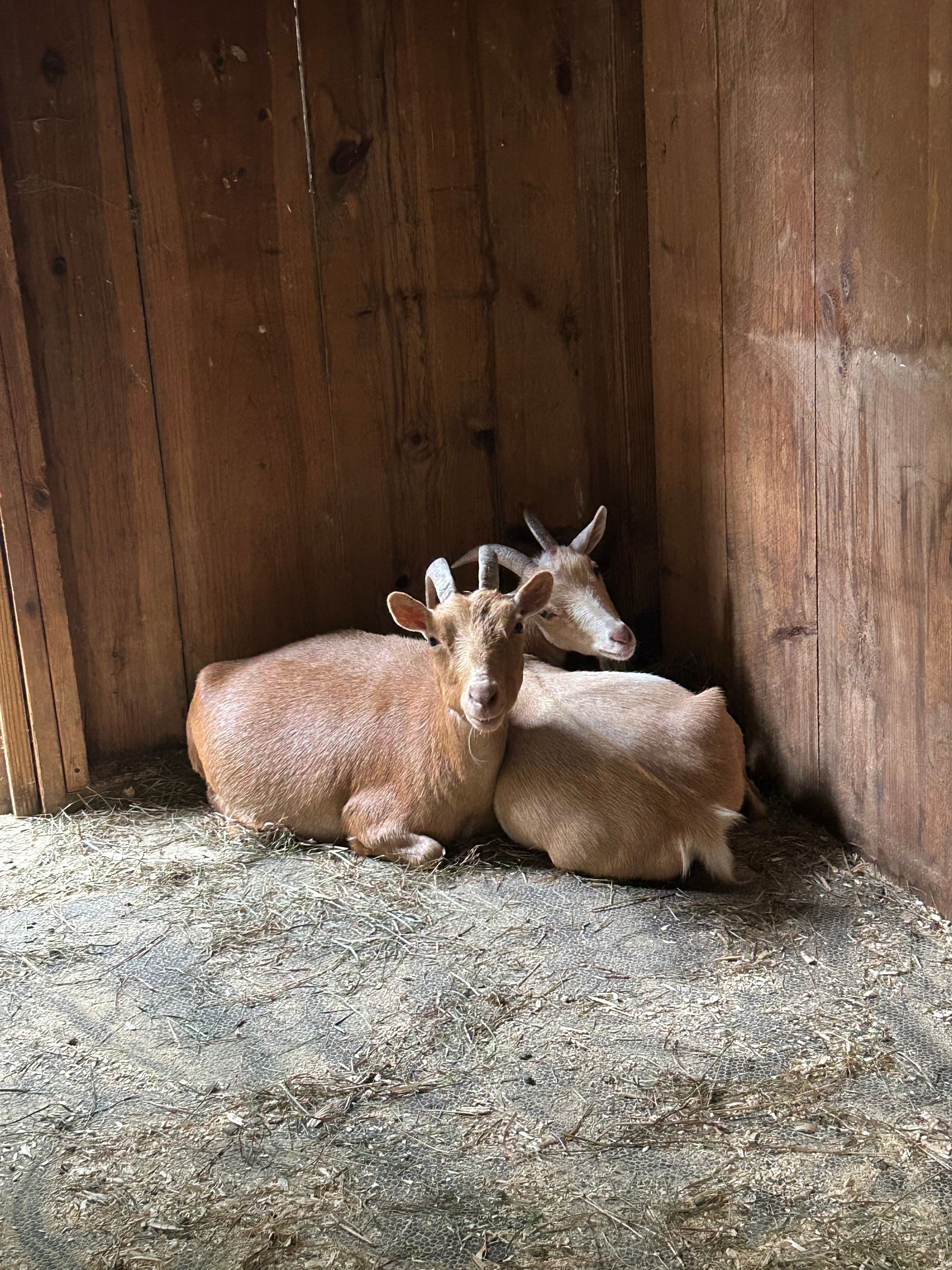 Two goats cuddling in the corner of a barn stall