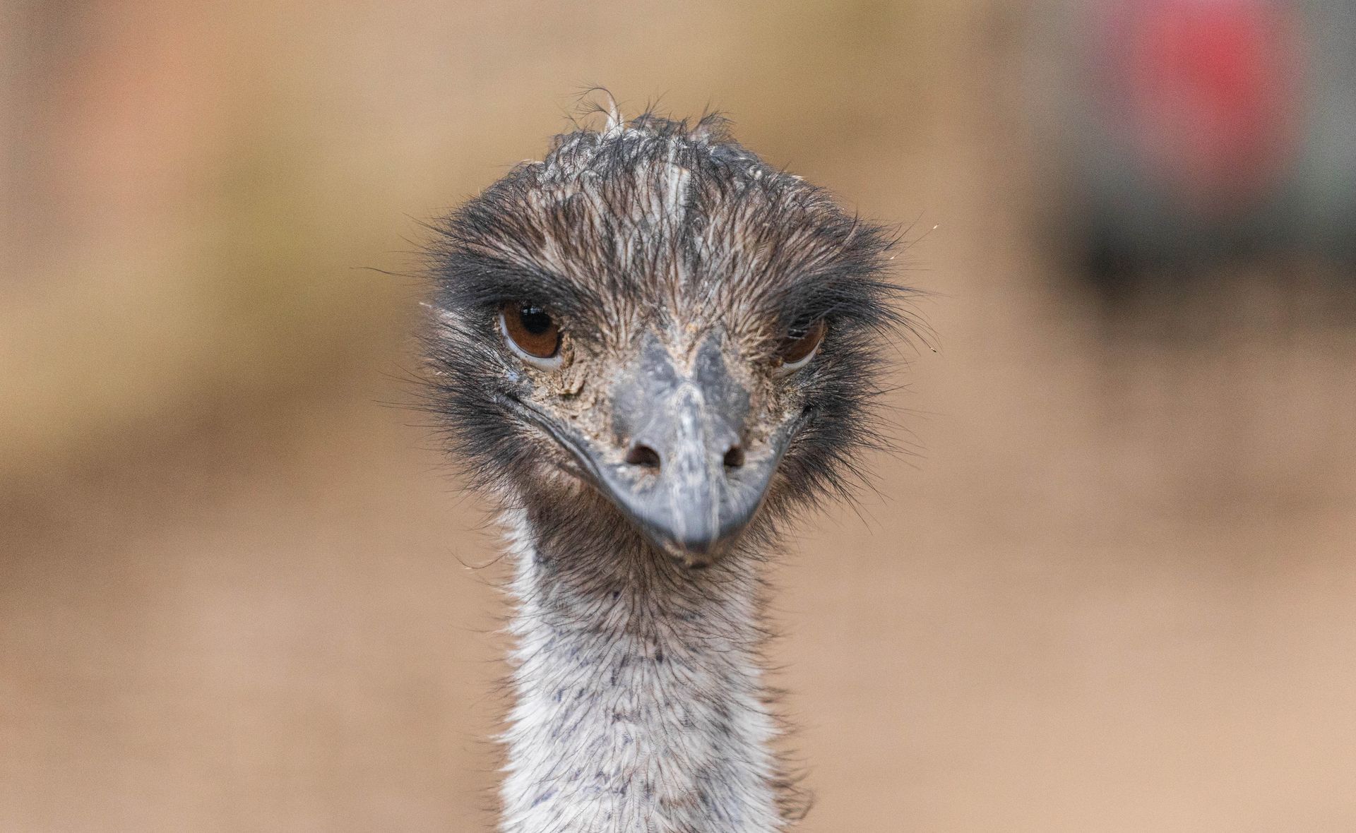 A headshot of an emu
