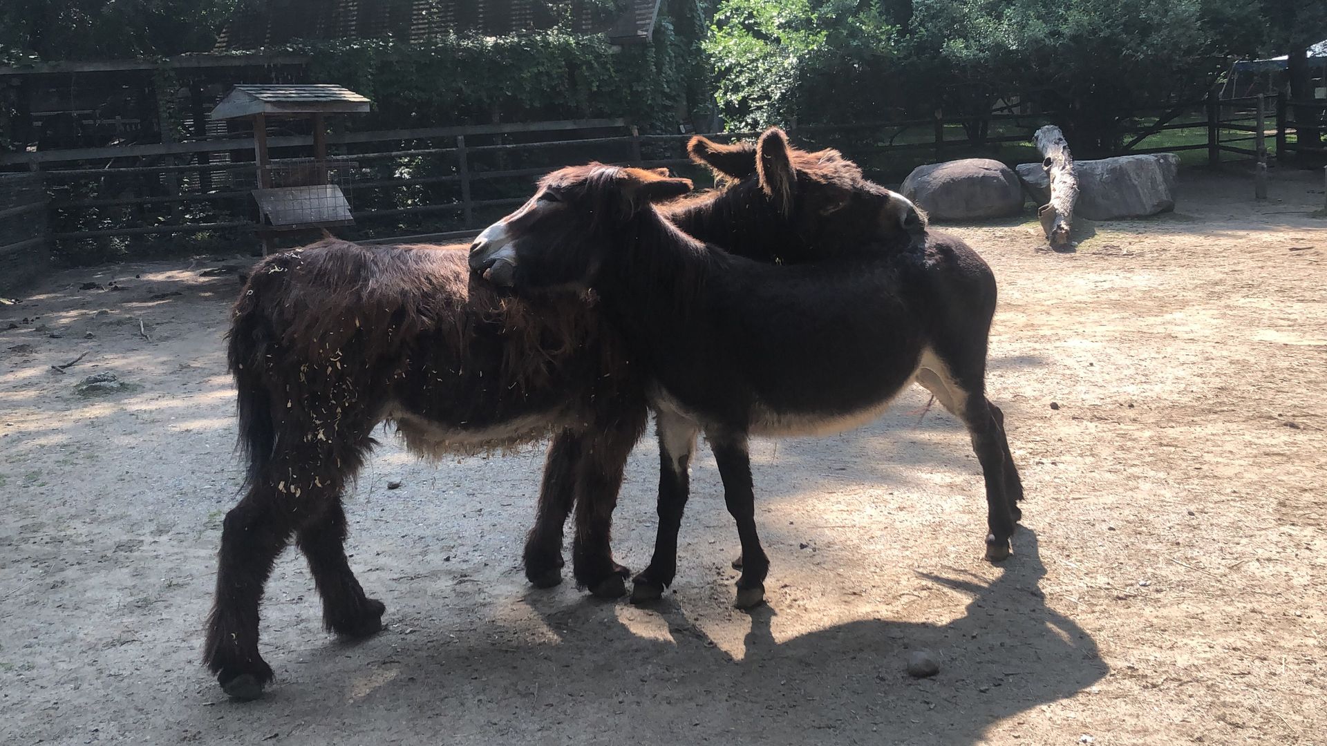Two Poitou donkeys allogrooming each other