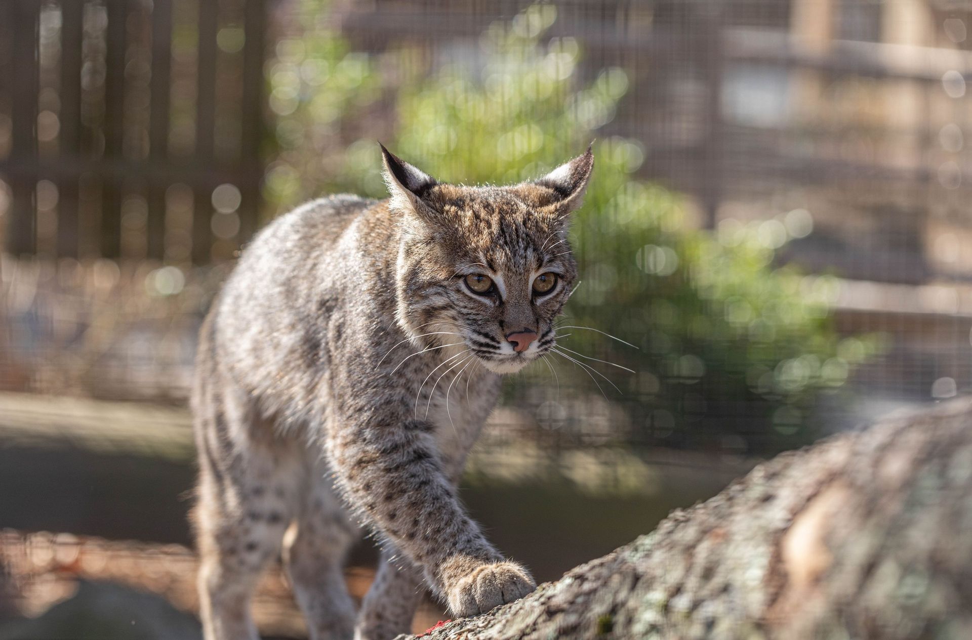 Bobcat climbing up a rock