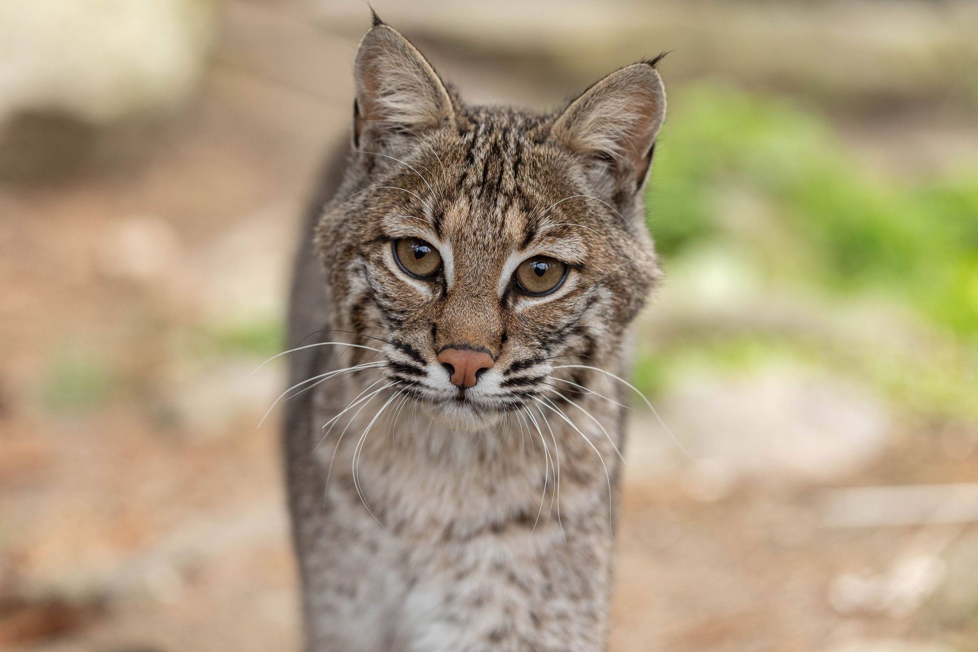 Bobcat looking at camera