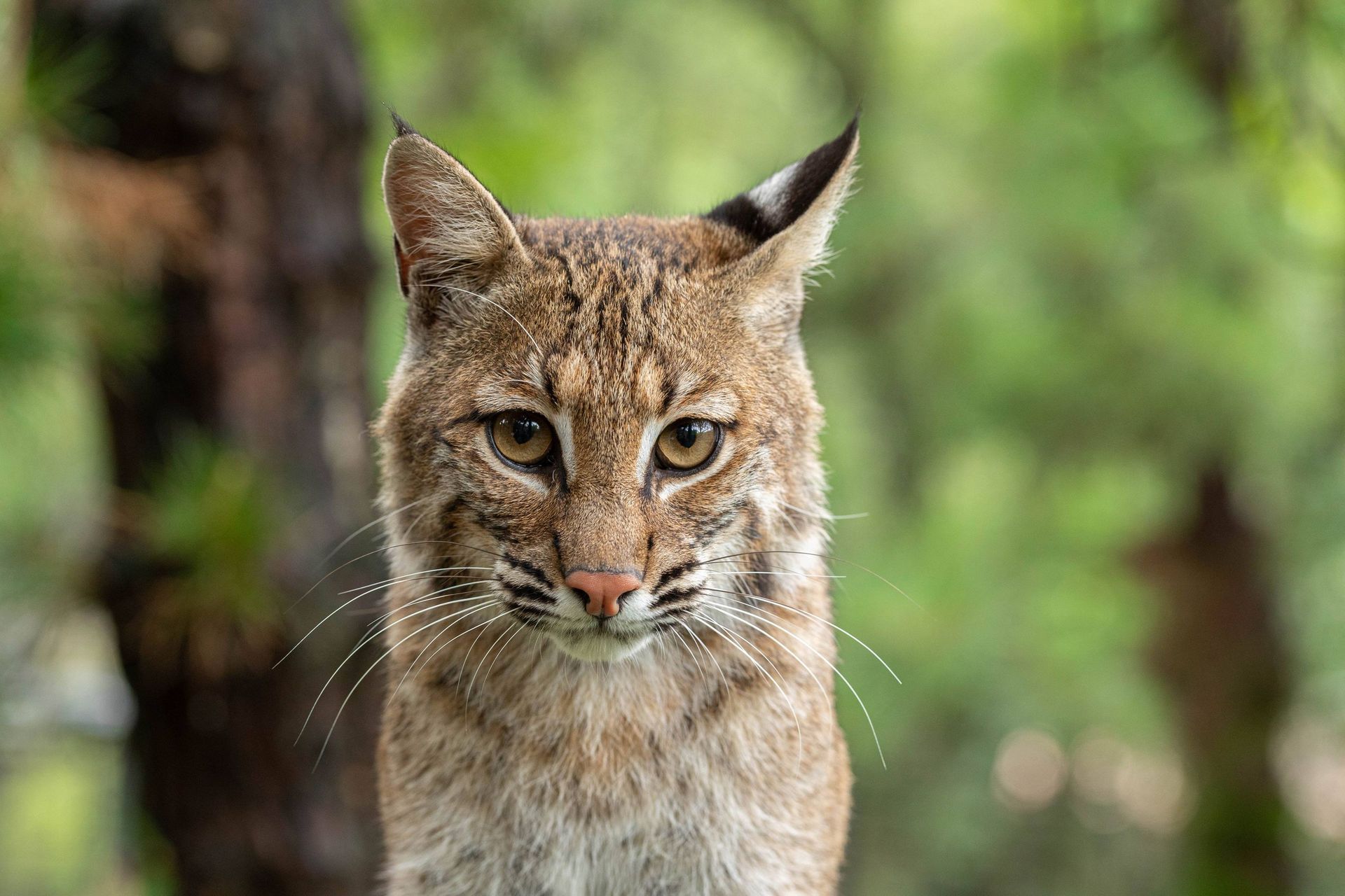 Bobcat looking at camera with one ear pointed back