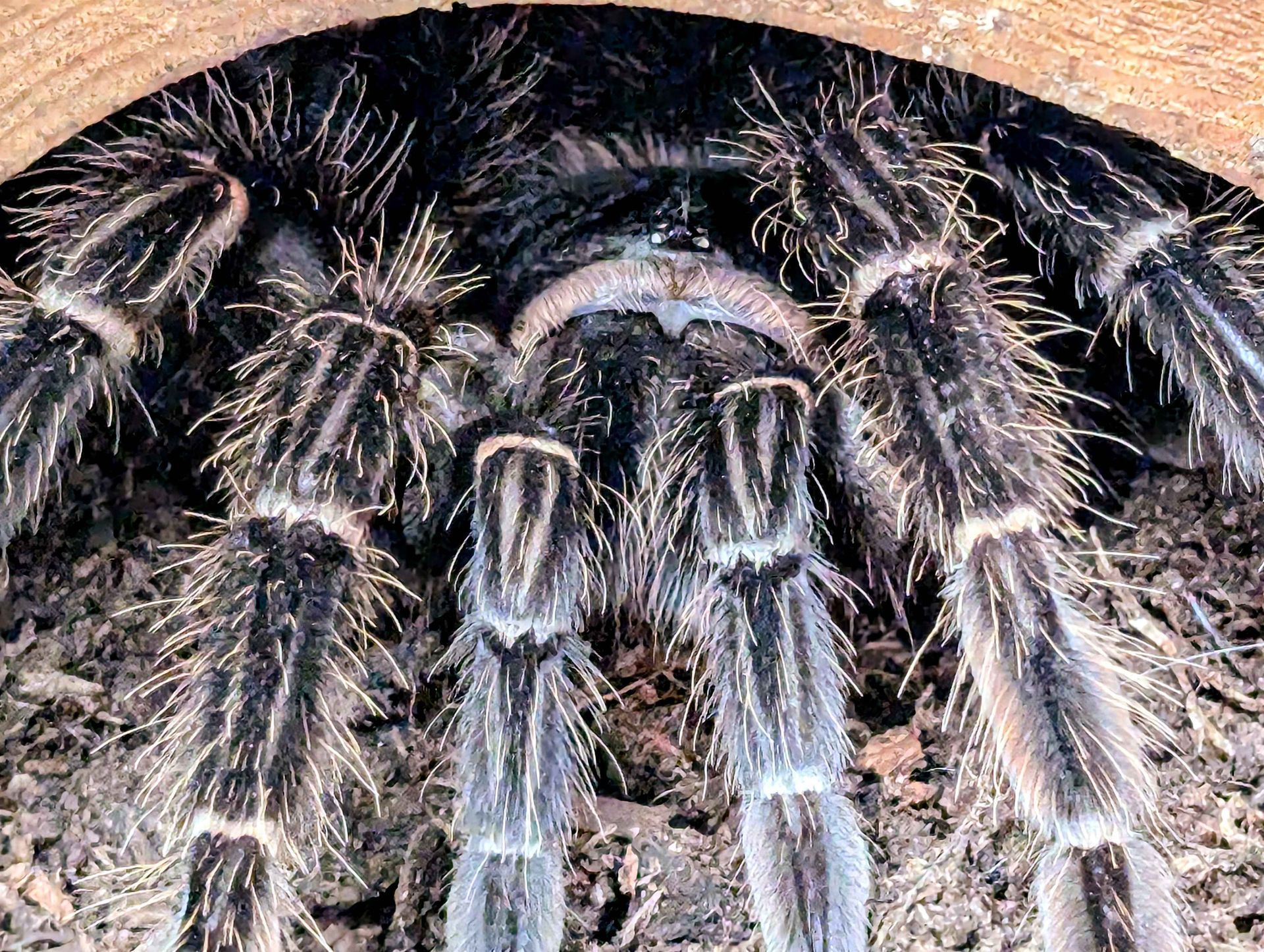 A tarantula under a rock hide