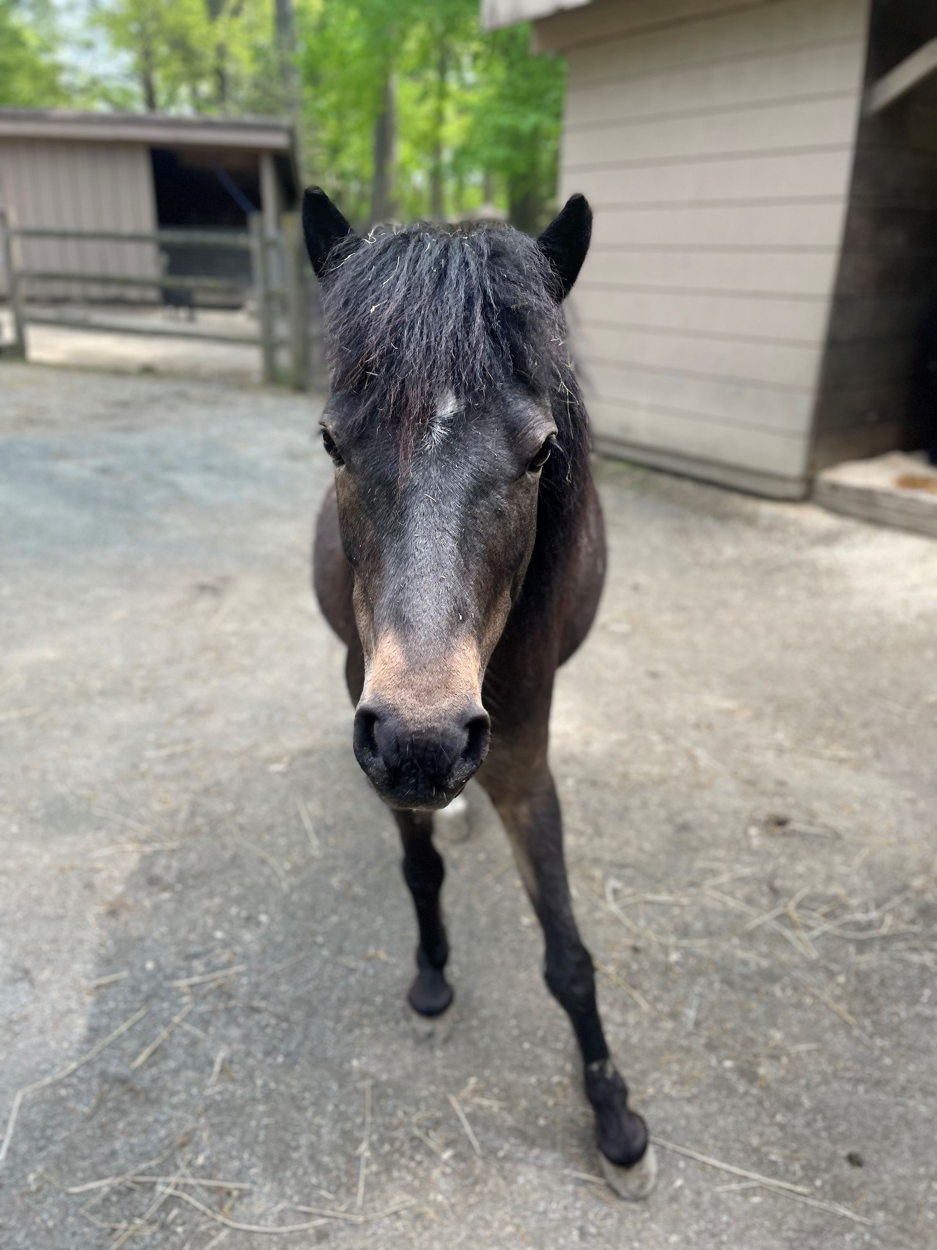 Mini horse standing in a corral with a front leg askew