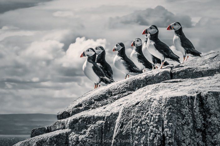 PuffinWatchOut.