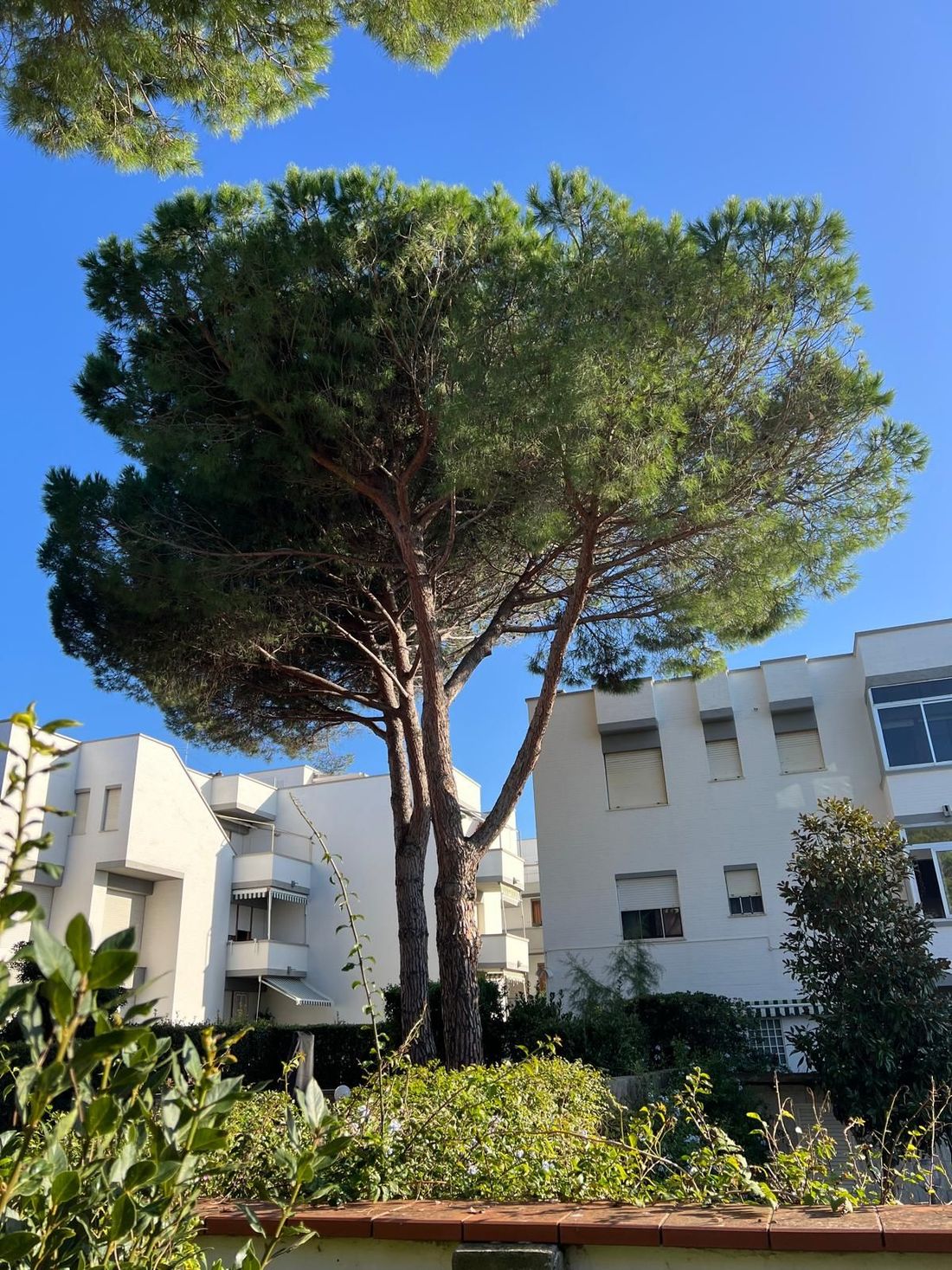 potatura alberi