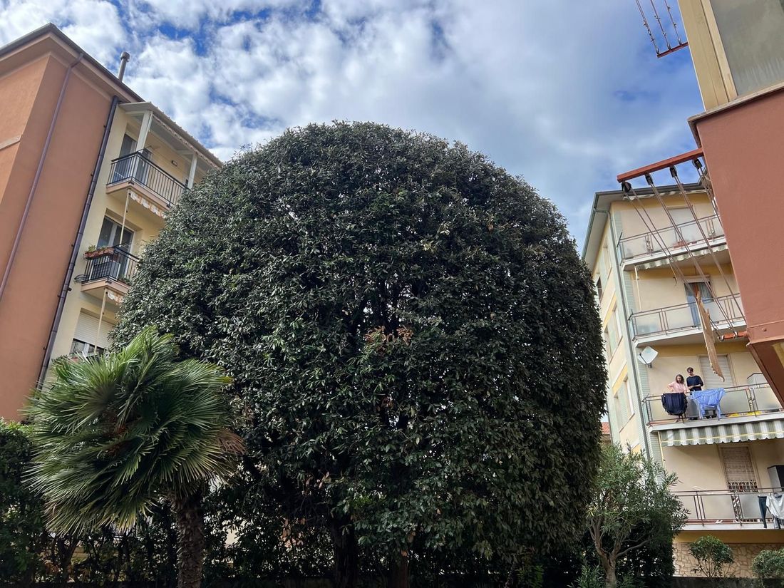 taglio dell'erba