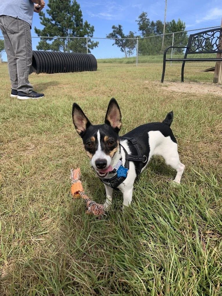 Dog in a grassy area wearing a harness, black and white fur, pink tongue, and a toy.