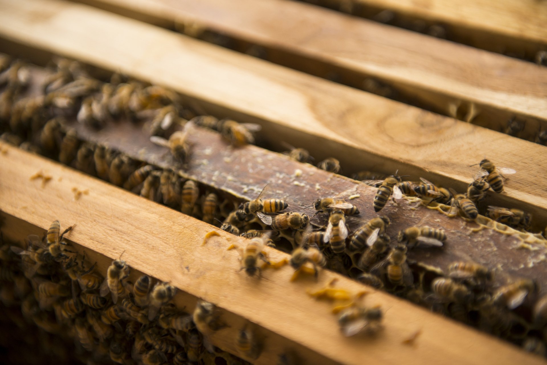 Pest Control Fort Wayne, IN Bug Free Pest Control