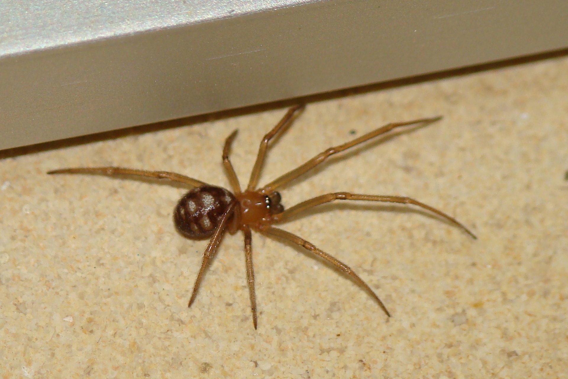 Pest Control Fort Wayne, IN Bug Free Pest Control