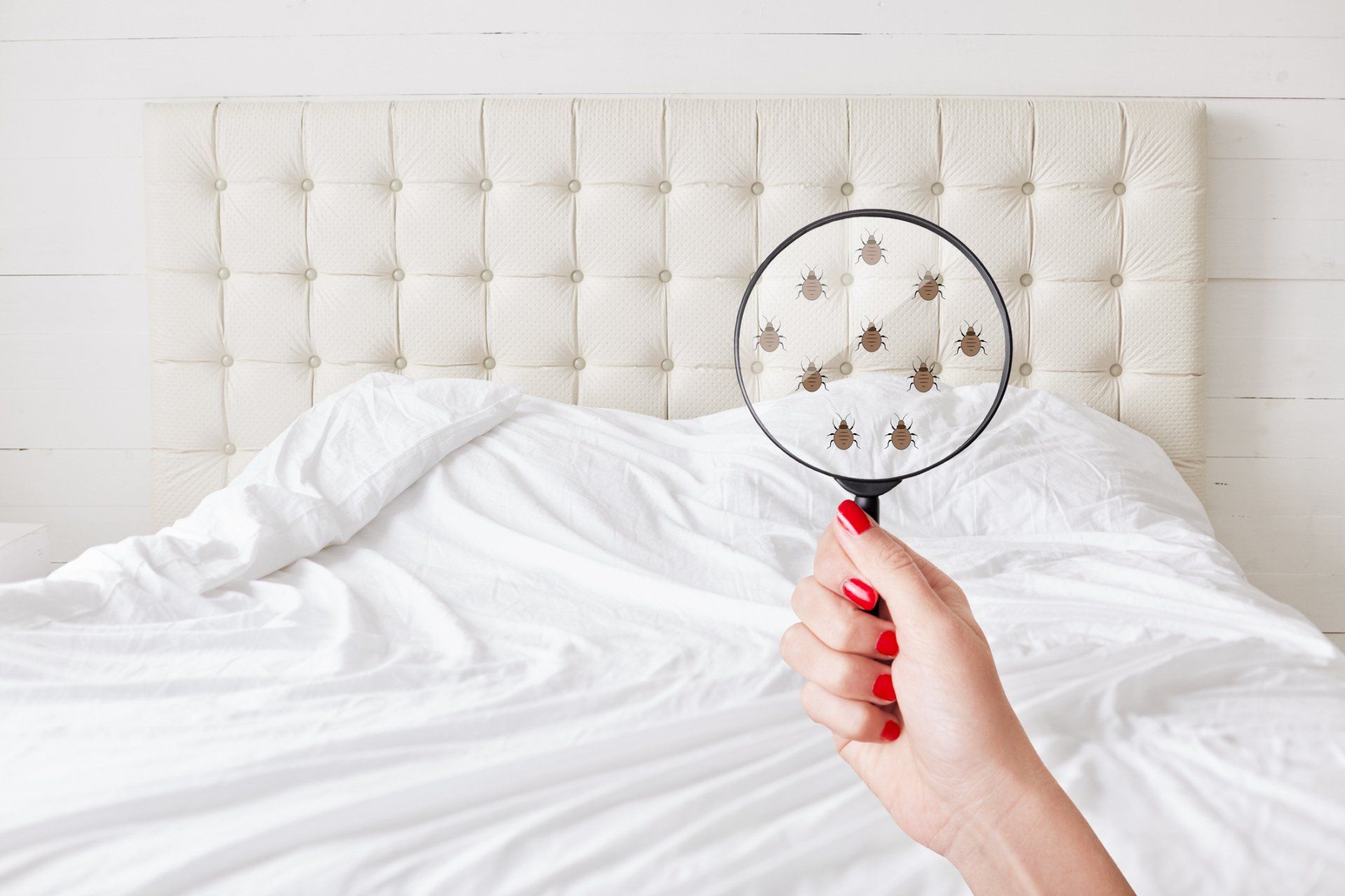 White Bed and Woman Hand Holding Magnifiying Glass | Fort Wayne, IN | Bug Free Pest Control White Bed and Woman Hand Holding Magnifiying Glass | Fort Wayne, IN | Bug Free Pest Control