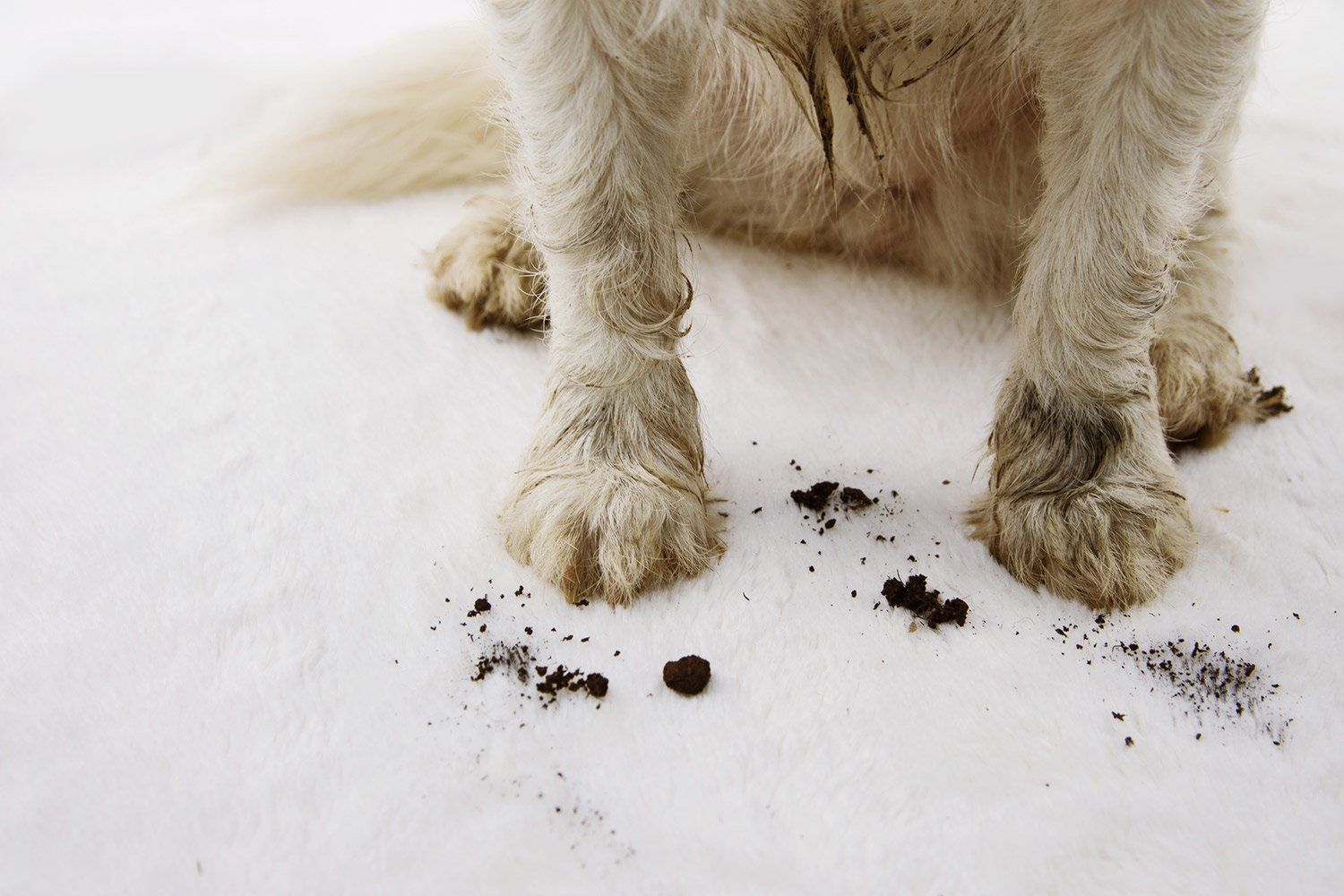 Dirt on Carpet — Little Chute, WI — BowTie Carpet Cleaning LLC