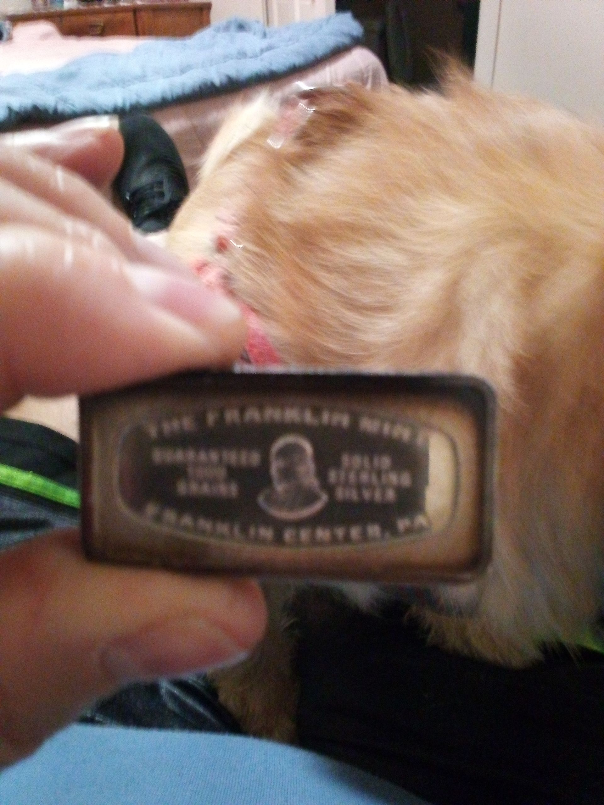 Close-up of a hand holding a small brown label near a tan pet’s head and ear.